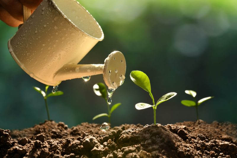 Watering seedlings with a metal can