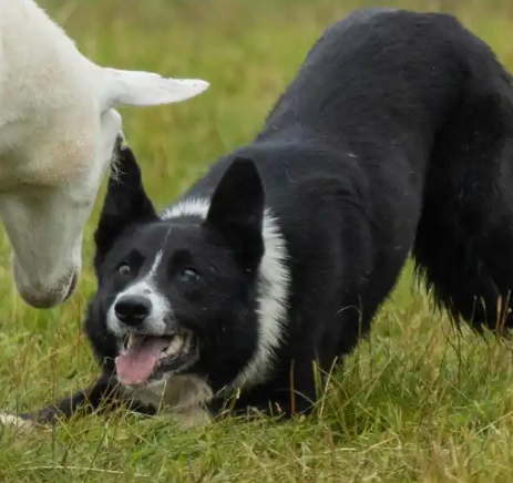 Border collie herding sheep in a grassy field.